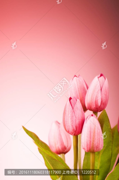 桌上的一束郁金香