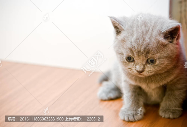 灰色的英國小貓