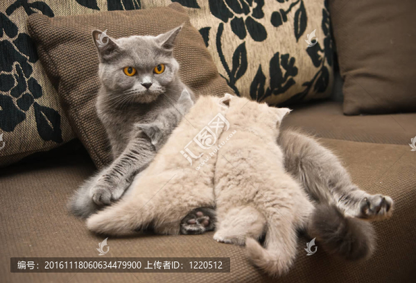 貓喂小貓