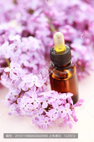 丁香花的芳香