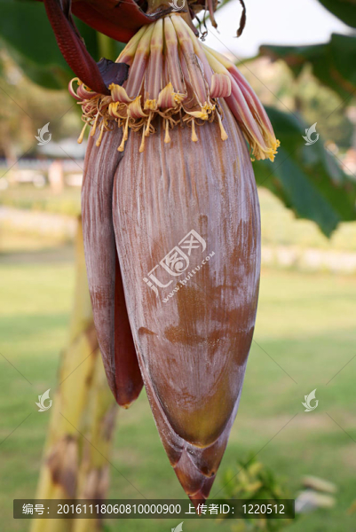 香蕉花