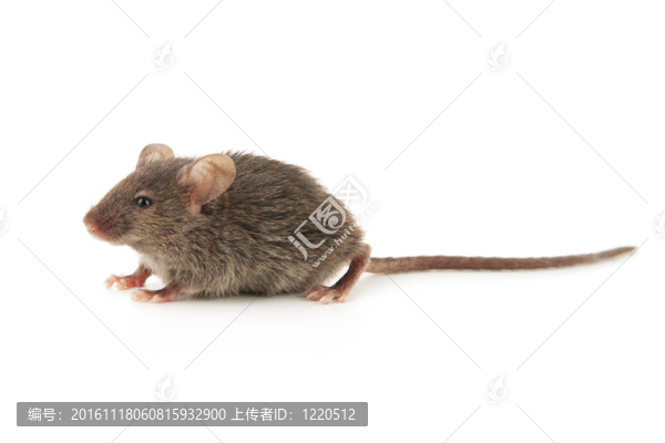 小老鼠
