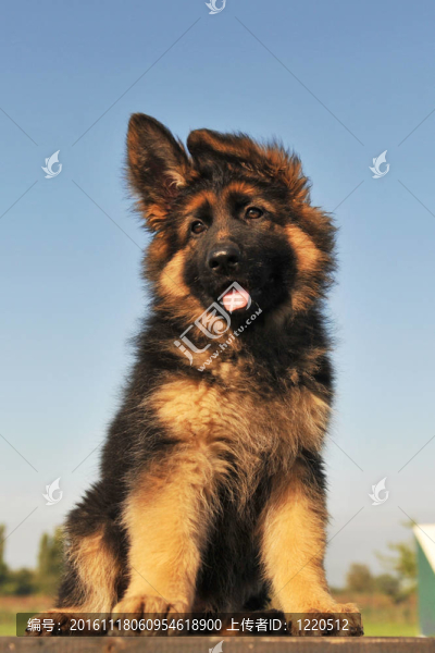 小狗的德國牧羊犬