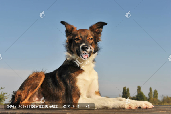邊境牧羊犬