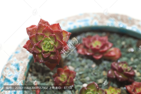 多肉