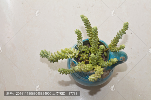 多肉