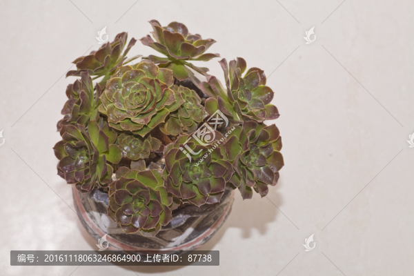 多肉
