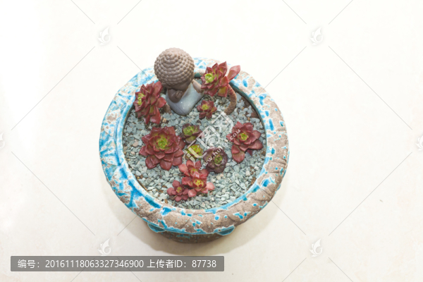 多肉