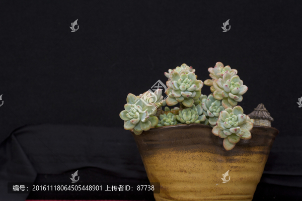 多肉