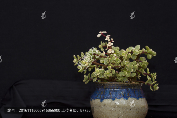 多肉