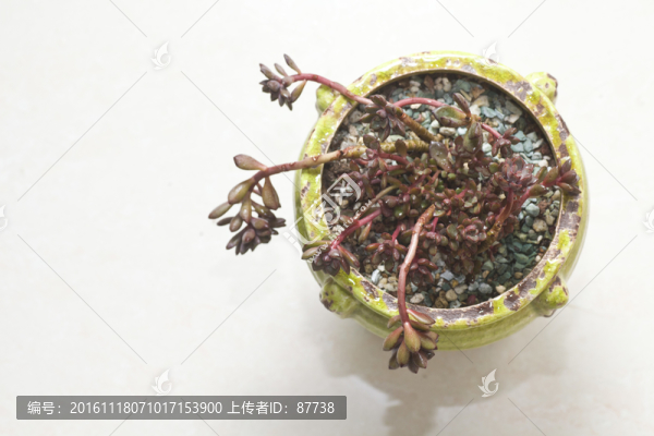 多肉