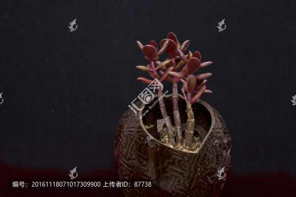 多肉