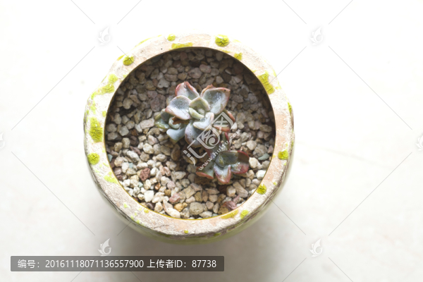 多肉