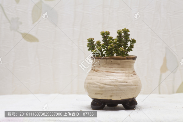 多肉