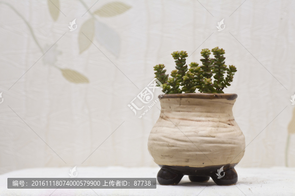 多肉