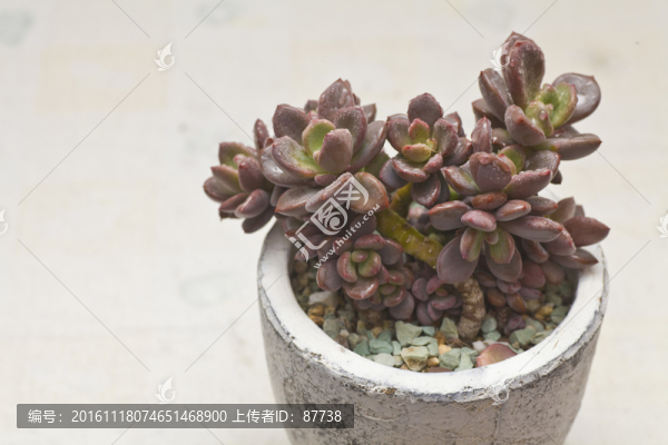 多肉-匯圖網(wǎng) www.fosd68.com 多肉