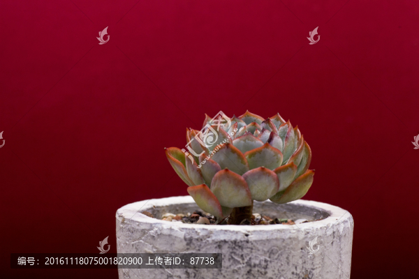 多肉