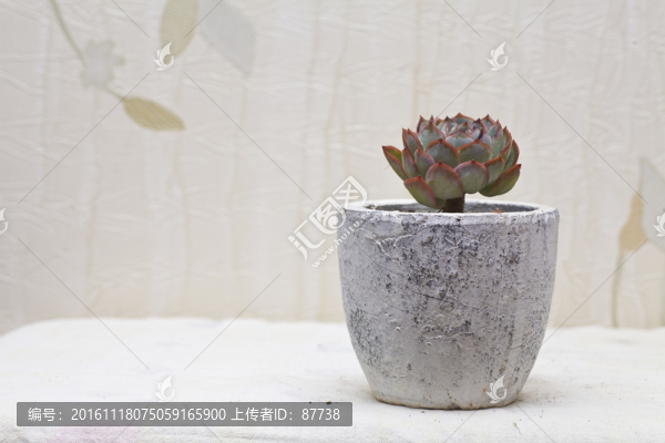 多肉