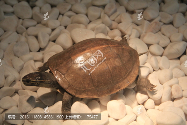 草龜