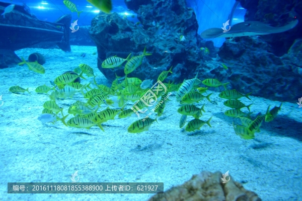 海洋館
