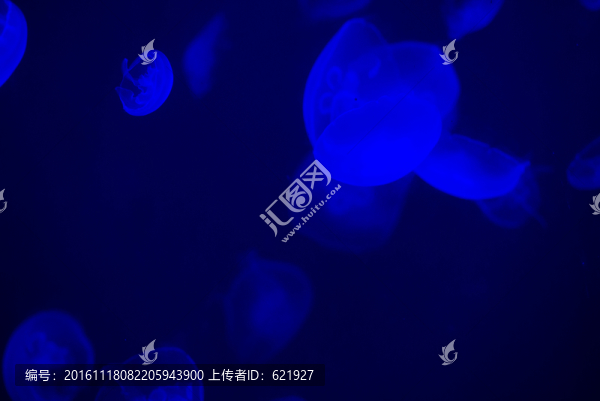 水母