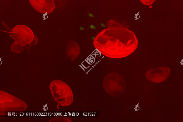 水母