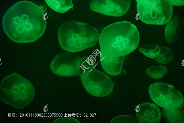水母