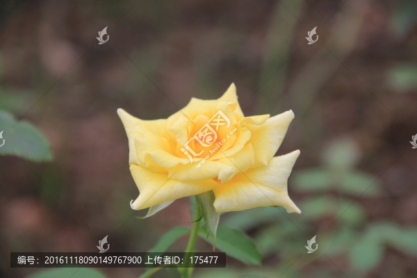 漂亮的黃玫瑰
