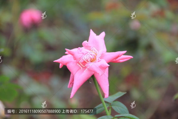 粉色玫瑰花
