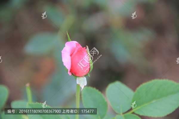 玫瑰花花蕾