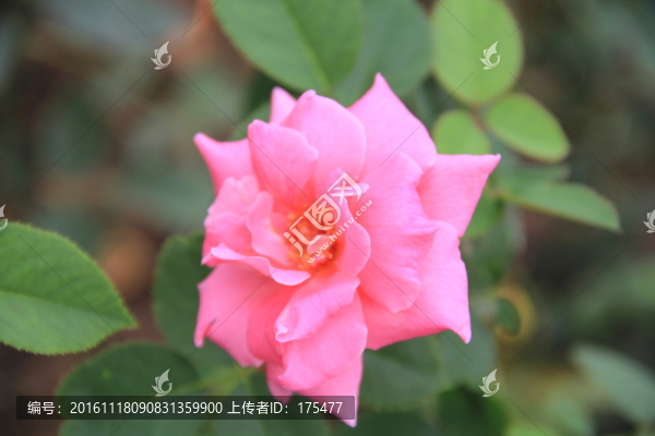 粉紅色玫瑰花