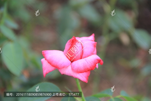 一株玫瑰花