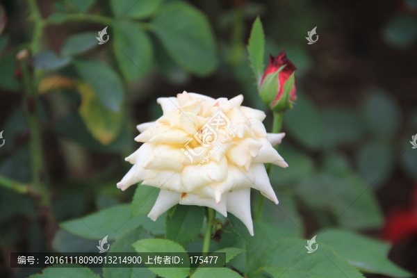 白玫瑰