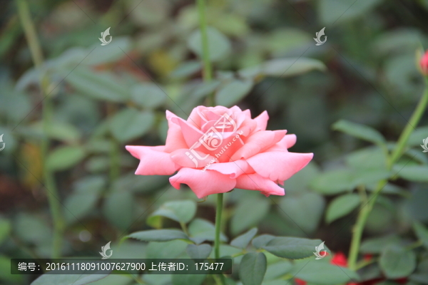 粉色玫瑰花