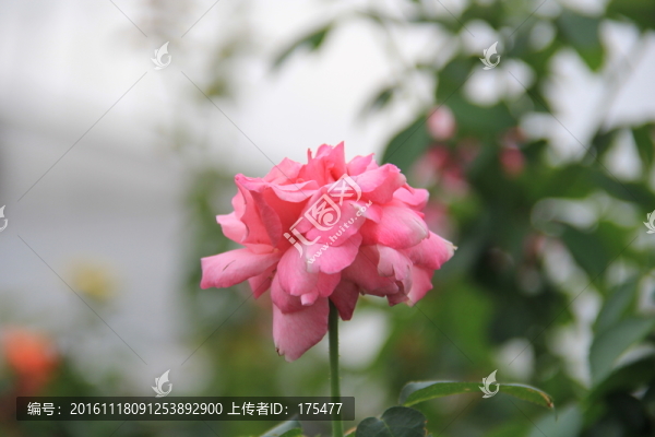 玫瑰花