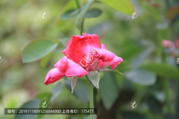 紅玫瑰