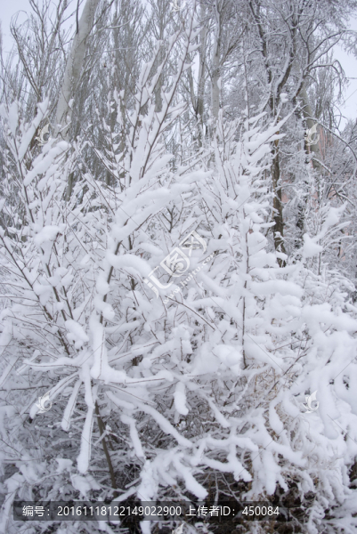 雪后