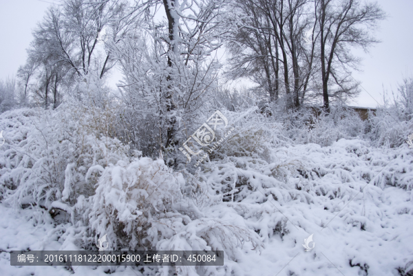 雪后