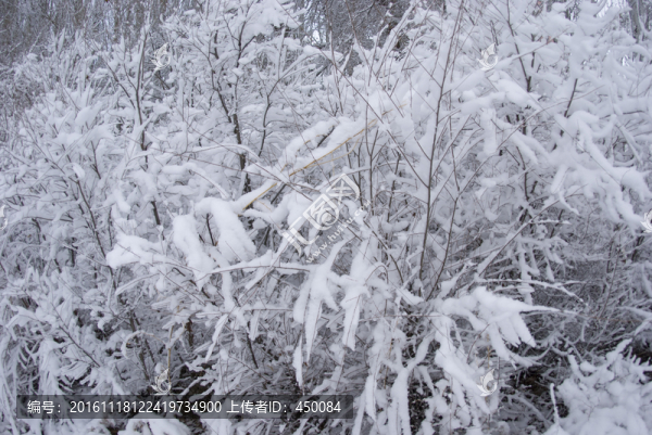 雪后