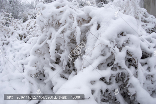 雪后