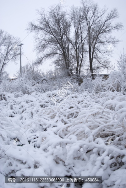 雪后