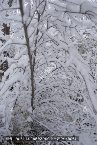 積雪