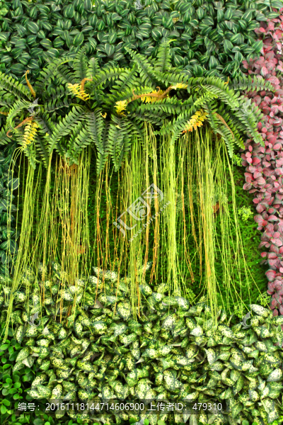 植物墻
