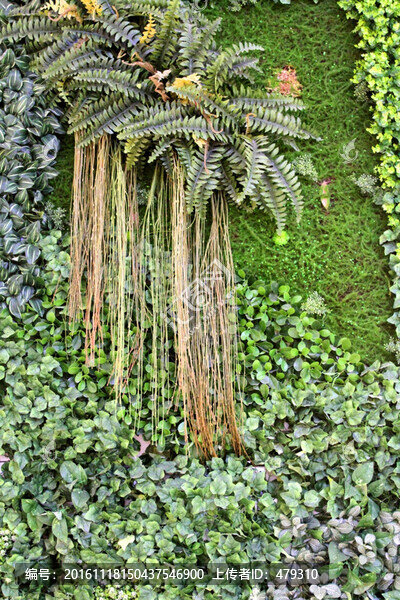 植物墻,植物