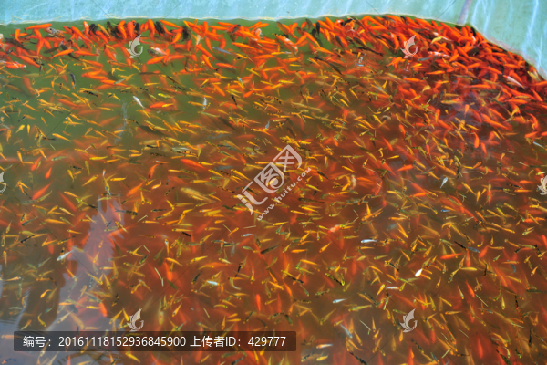 魚(yú)苗,,金魚(yú)