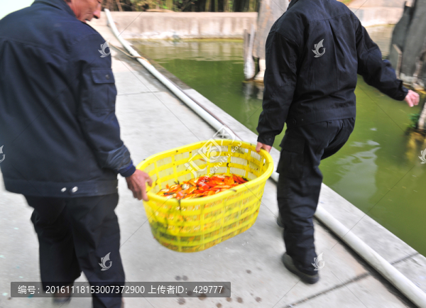 撈魚,,金魚,,魚苗