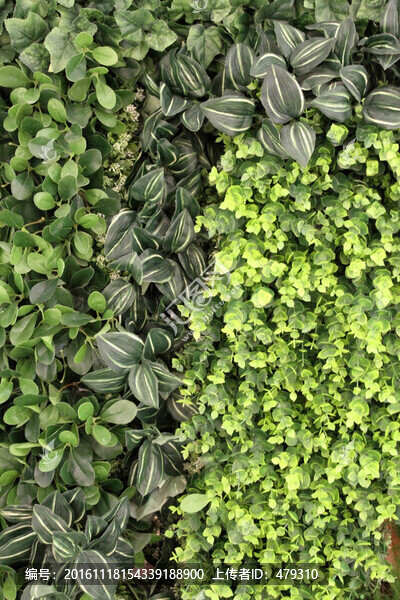 植物墻,植物