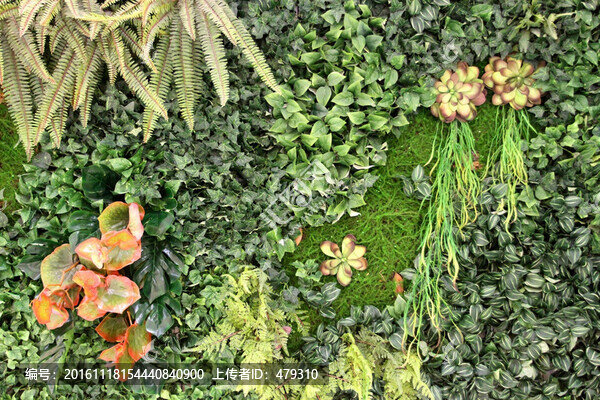 植物墻,植物,背景墻