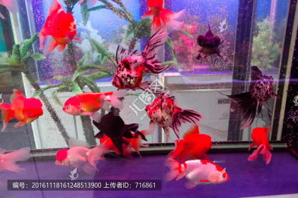 五花琉金,紅白文,金魚