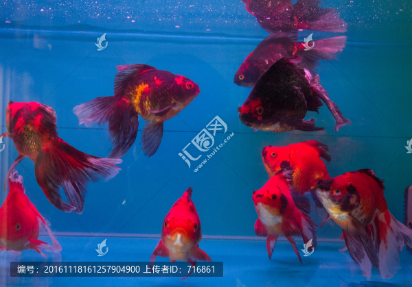 五花琉金,金魚